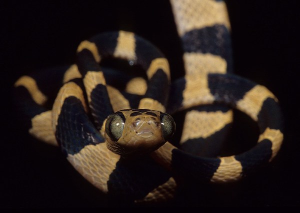 Venom in the Blunt-headed Treesnakes