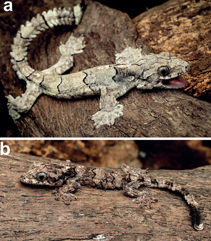 A new parachuting gecko from northeast India