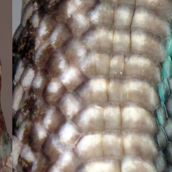 Hypsiscopus indonesiensis.