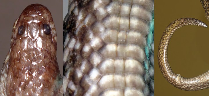 Hypsiscopus indonesiensis.