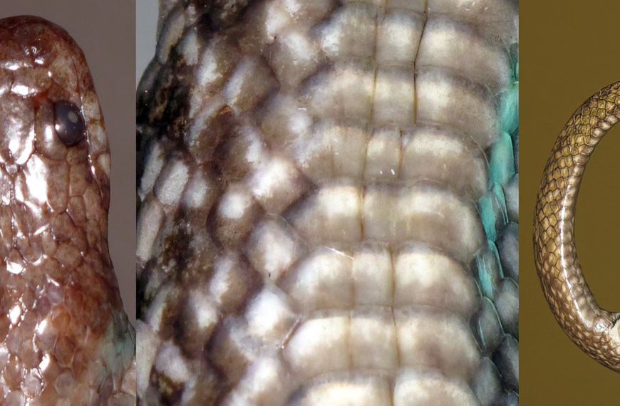 Hypsiscopus indonesiensis.