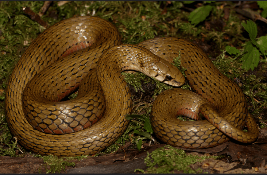 Rhabdophis