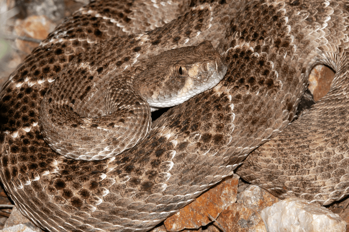 Social Western Diamondbacks