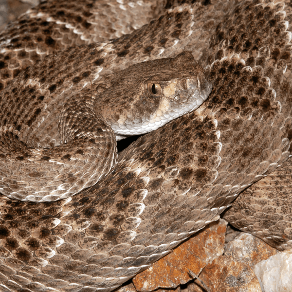 Social Western Diamondbacks