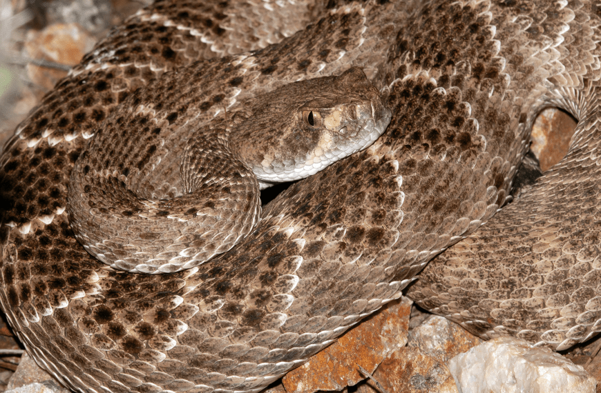 Social Western Diamondbacks