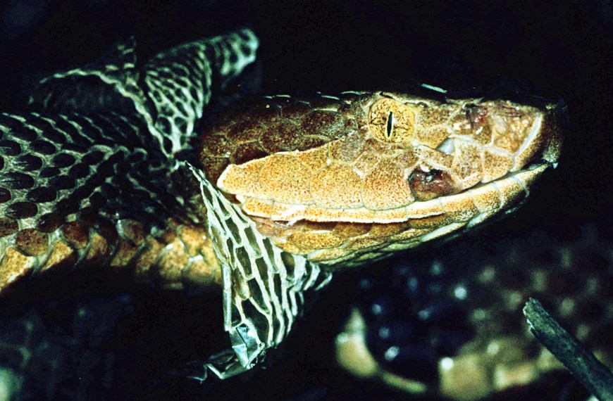 An adult Copperhead starting to shed its skin.