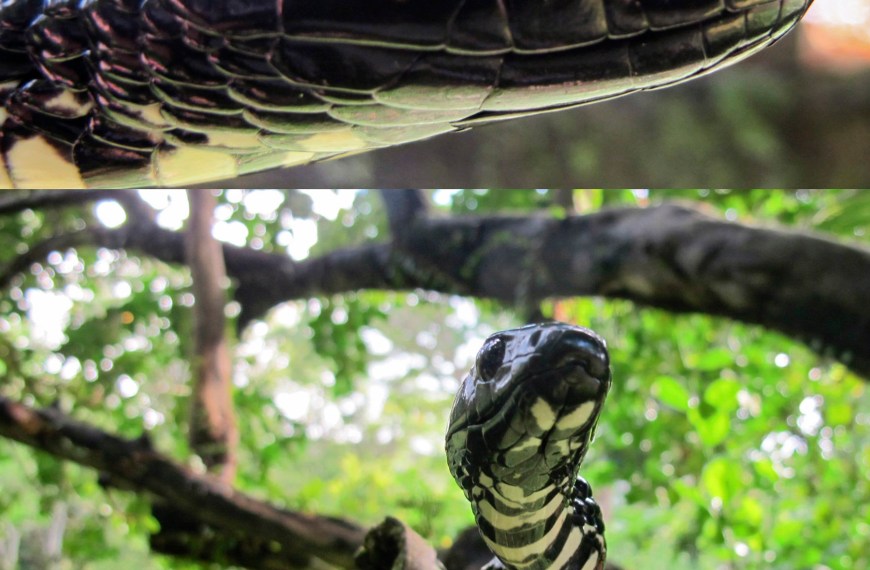 Spilotes pullatus a profile of its face and a photo of one in a tree