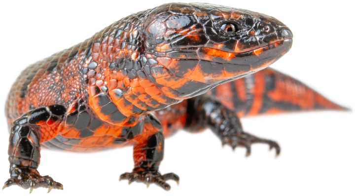 Riama, a light bulb lizard from Ecuador