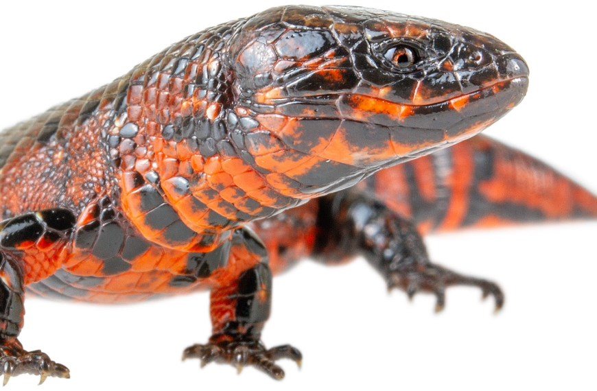 Riama, a light bulb lizard from Ecuador