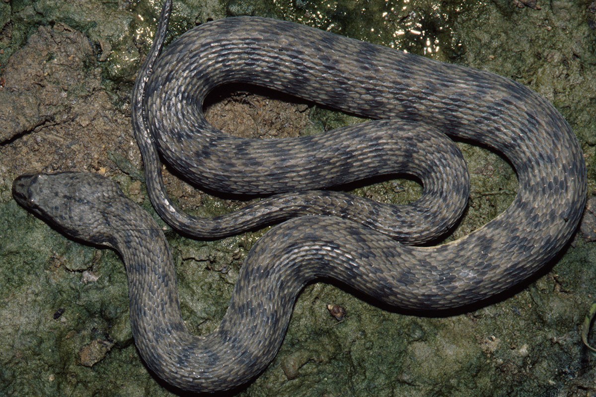 Natural History collections are more important now than they were 10 years ago.