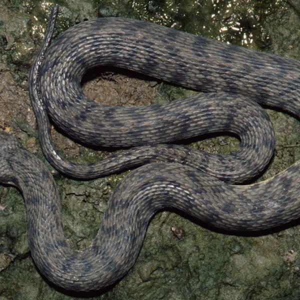 Natural History collections are more important now than they were 10 years ago.