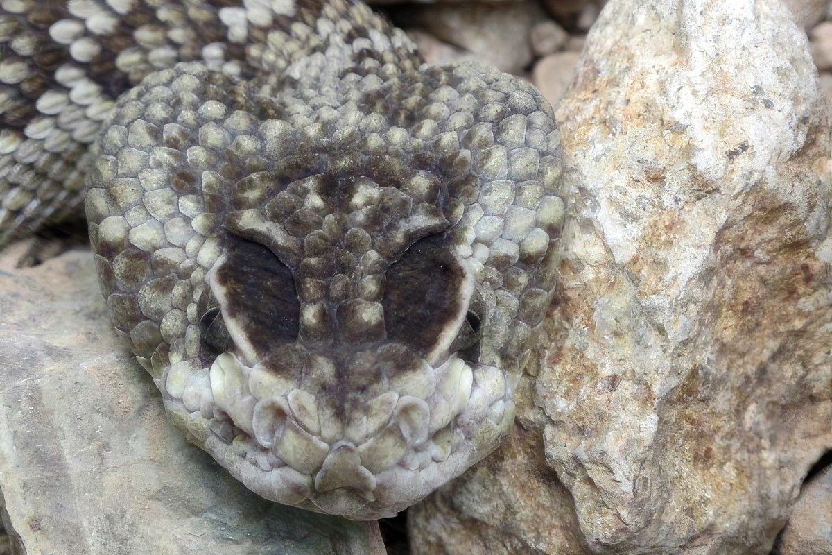 A Mexican Black-tailed Rattlesnake