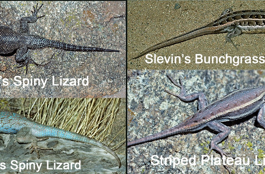 Four photos of Sceloporus from the sky islands. Labels on eachi photo identify it.