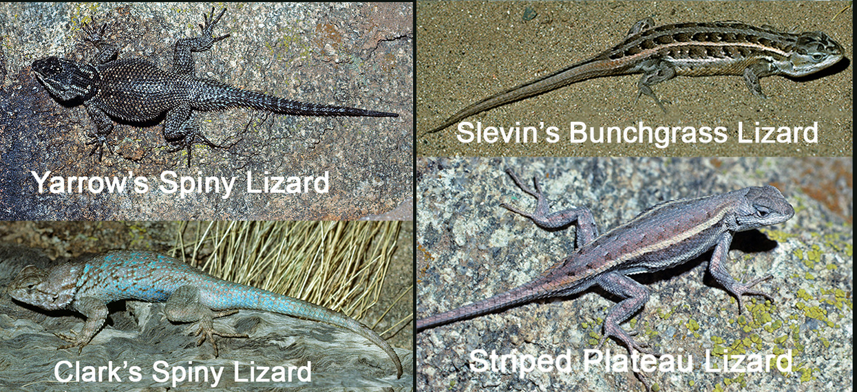 Diets and Niches for Four Sceloporus Species in the Chiricahua Sky Islands