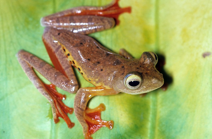 A forest frog from the island of Borneo.