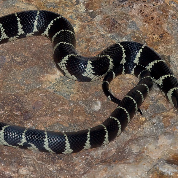 California Kingsnake, banded morph sitting on a rock