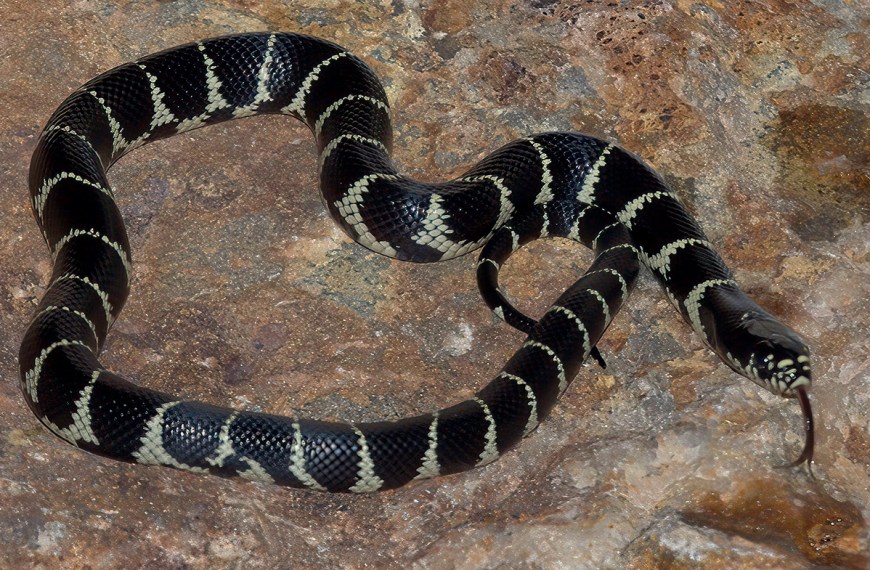 California Kingsnake, banded morph sitting on a rock