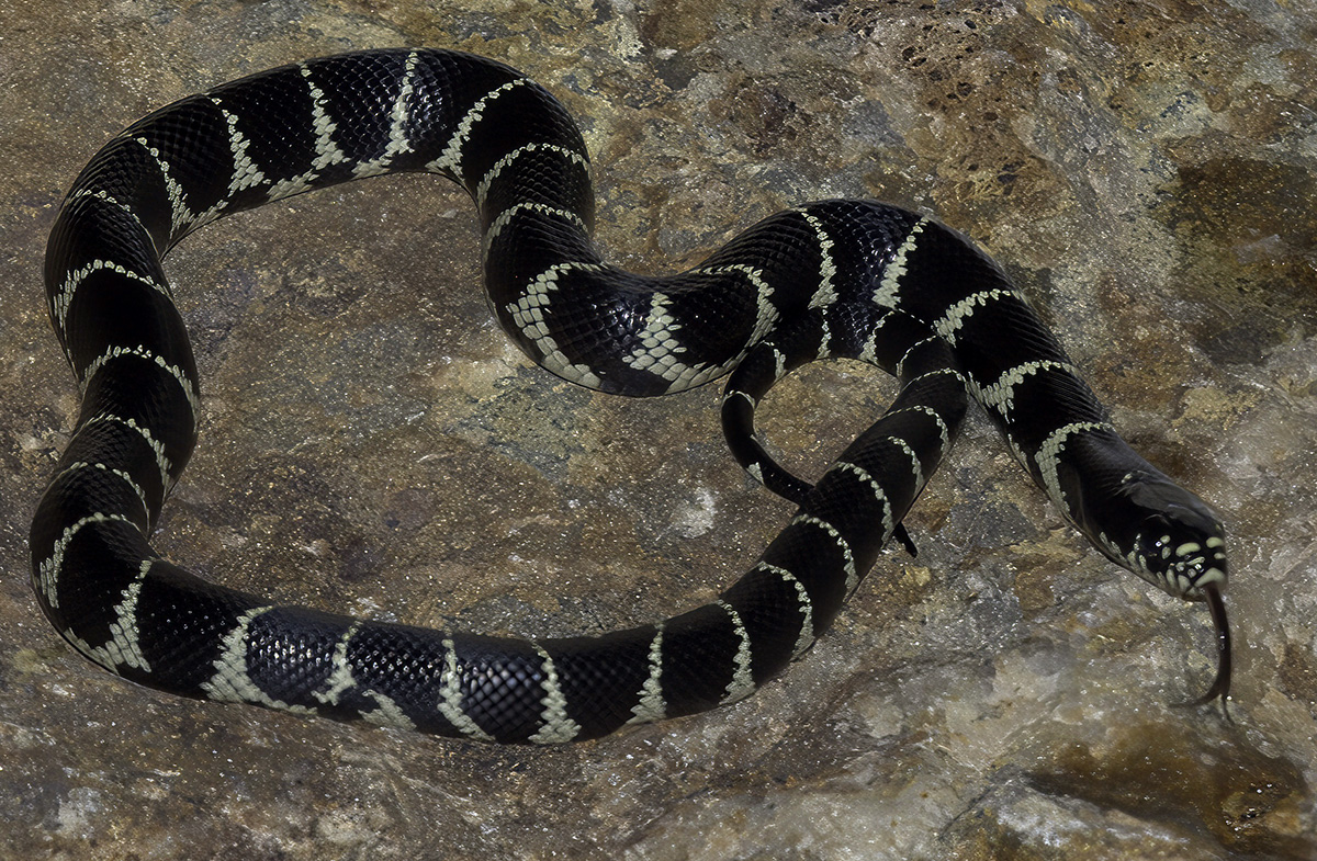 California Kingsnake, banded morph sitting on a rock