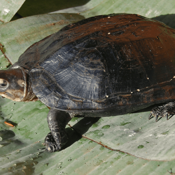 Black marsh turtle. (2023, November 28). In Wikipedia. https://en.wikipedia.org/wiki/Black_marsh_turtle