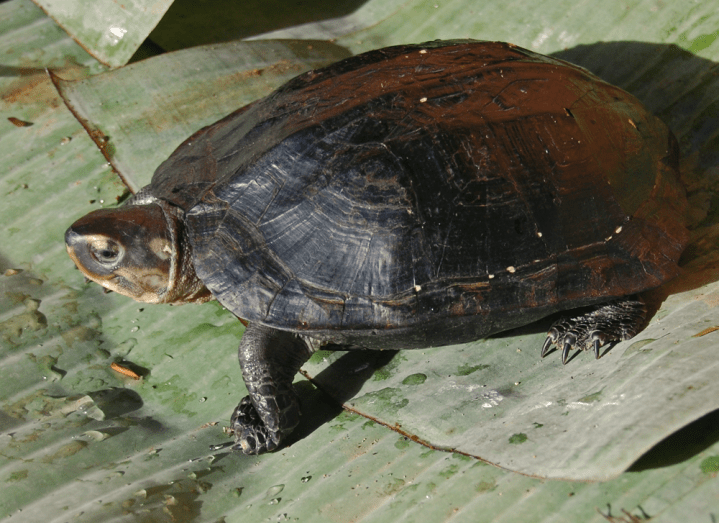 Black marsh turtle. (2023, November 28). In Wikipedia. https://en.wikipedia.org/wiki/Black_marsh_turtle