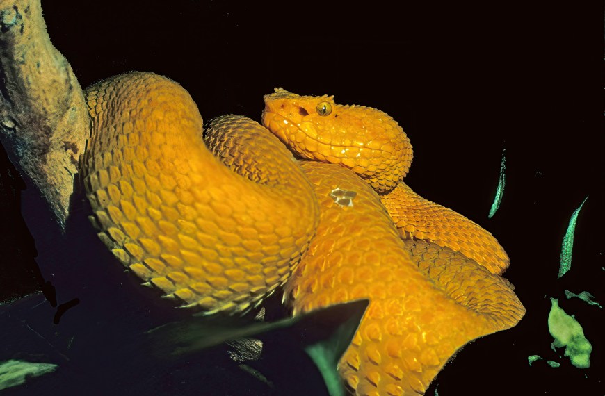 Eyelash Palm-Pitviper
