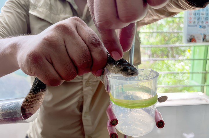 A member of Kartik Sunagar’s team at the Indian Institute of Science “milks” a monocellate cobra for venom to be used in research. Photo:.Kartik Sunagar