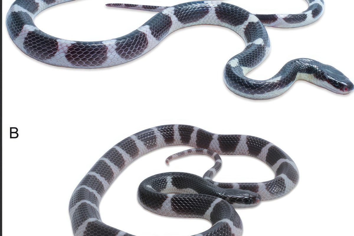 The new krait, Bungarus sagittatus is currently known from type locality Khao Krachom, Suan Phueng District, Ratchaburi Province. The area is part of Tenasserim Mountain Range, which lies on Thai-Myanmar borderline