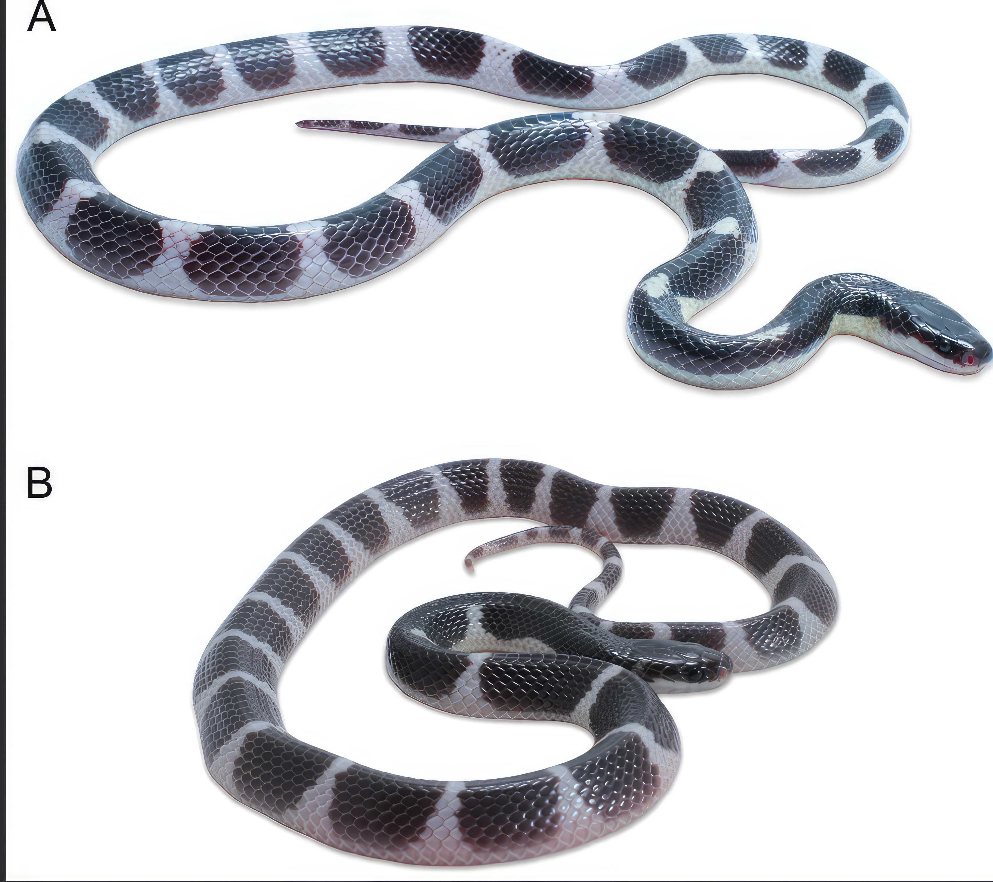 The new krait, Bungarus sagittatus is currently known from type locality Khao Krachom, Suan Phueng District, Ratchaburi Province. The area is part of Tenasserim Mountain Range, which lies on Thai-Myanmar borderline