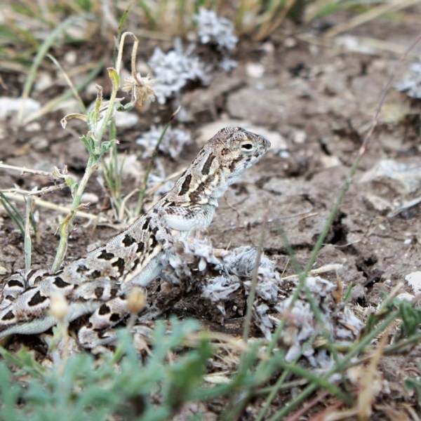 The Plateau Spot-tailed Earless Lizard, Holbrookia lacerata.