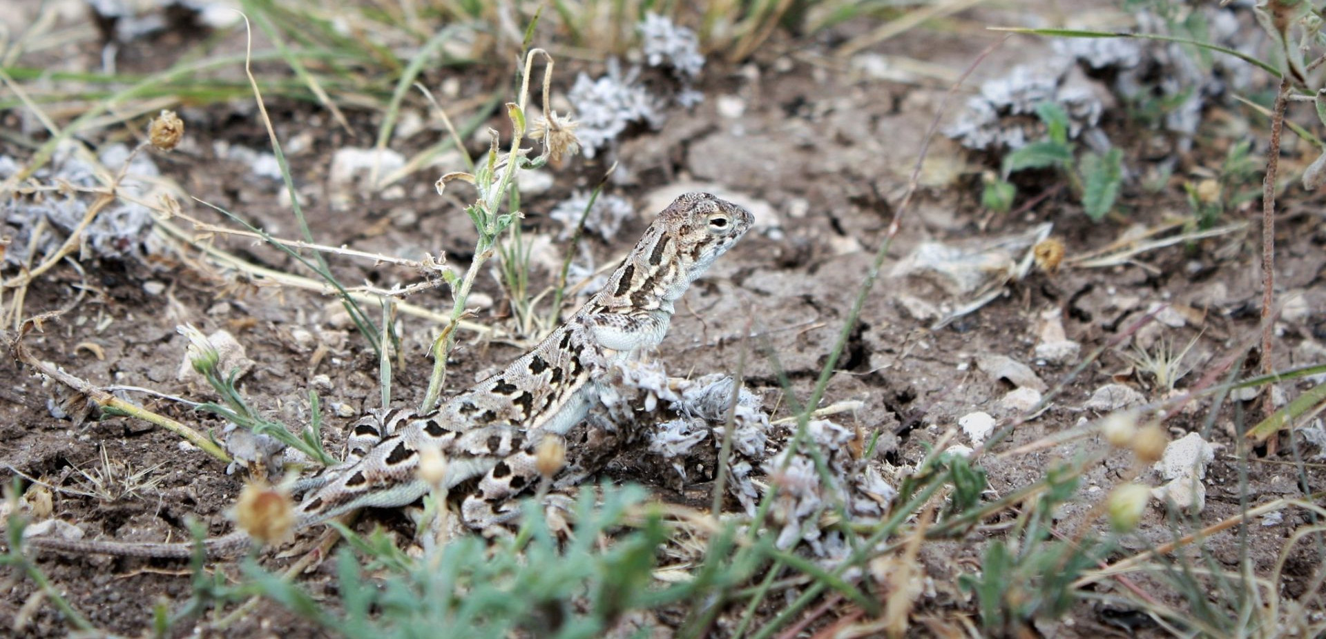 The Plateau Spot-tailed Earless Lizard, Holbrookia lacerata.