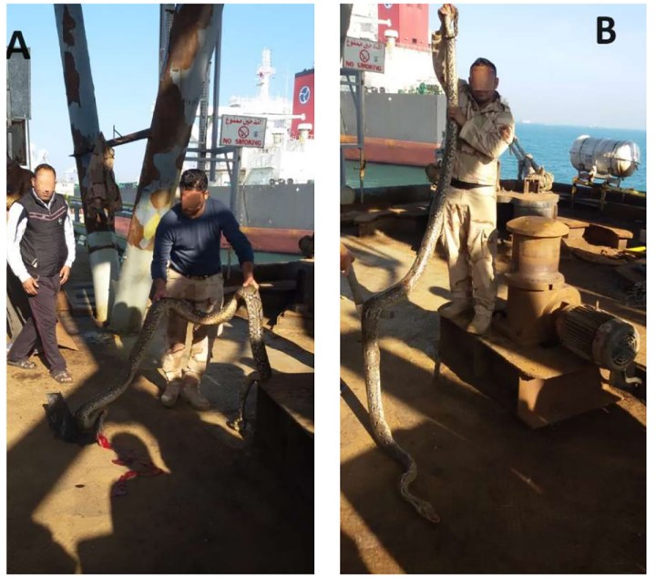 The Iraqi marines with the killed Reticulated Python Malayopython reticulatus in Basra Oil Harbor, Arabian Gulf coast, Basra Province. Photos © Yasir Wathiq