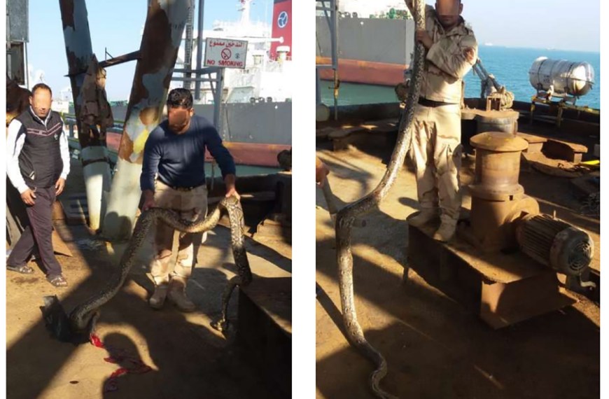The Iraqi marines with the killed Reticulated Python Malayopython reticulatus in Basra Oil Harbor, Arabian Gulf coast, Basra Province. Photos © Yasir Wathiq