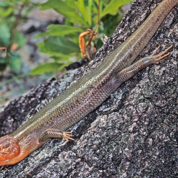 Broad-headed Skink, Plestiodon laticeps