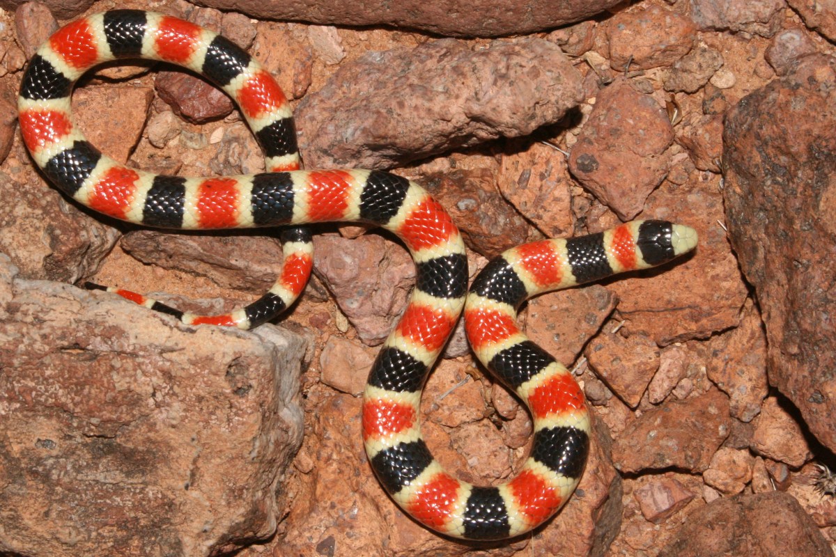 A harmless mimic of coral snakes.