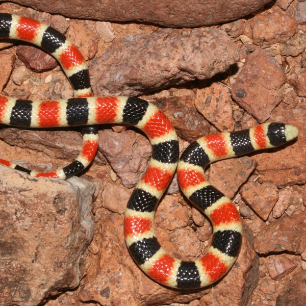 A harmless mimic of coral snakes.