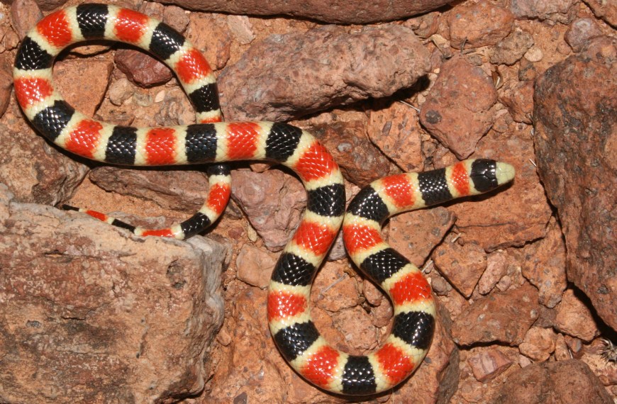 A harmless mimic of coral snakes.