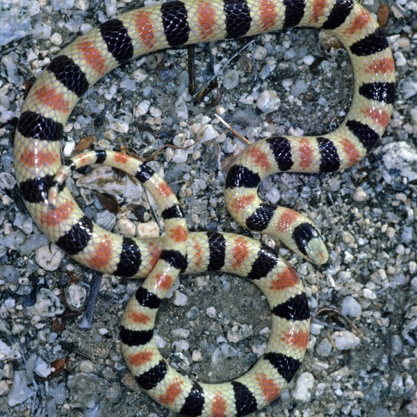 Shovel-nosed Snake, a sand-dwelling species from southern California