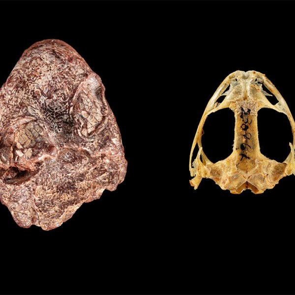 The fossil skull of Kermitops (left) alongside a modern frog skull, Lithobates palustris. (Photos: Brittany M. Hance, Smithsonian)