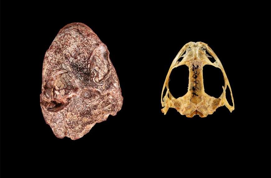 The fossil skull of Kermitops (left) alongside a modern frog skull, Lithobates palustris. (Photos: Brittany M. Hance, Smithsonian)