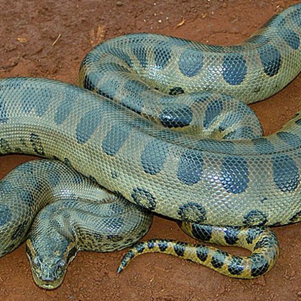 The Controversy Over a Second Species of Giant Anaconda