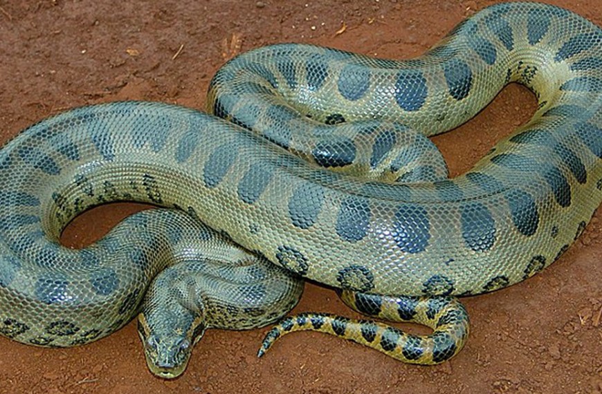 The Controversy Over a Second Species of Giant Anaconda
