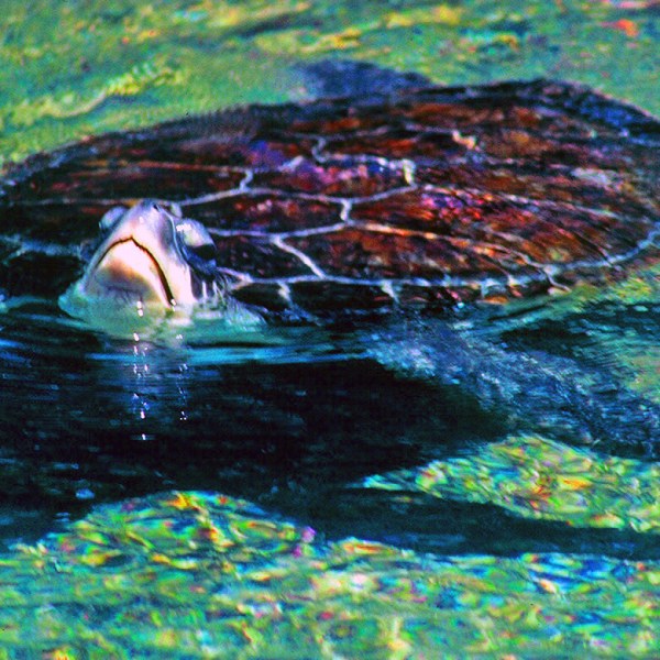 Green Sea Turtle