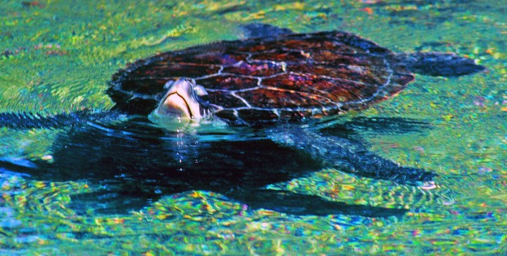 Green Sea Turtle