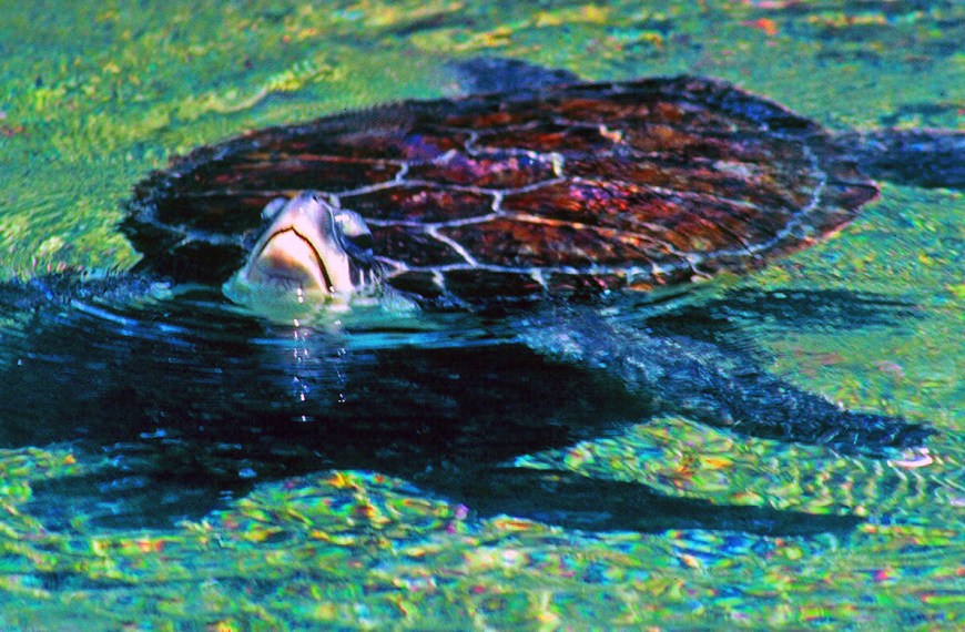 Green Sea Turtle