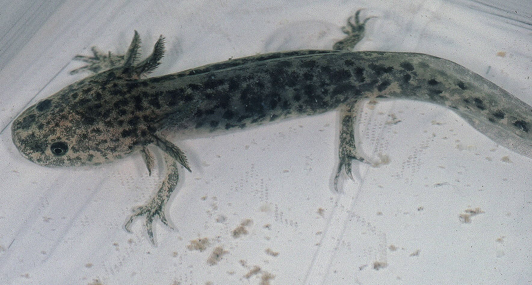An Axolotl, Ambystoma mexicanum, raised in a captive colony