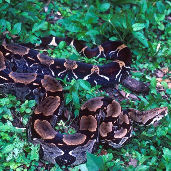 Boa constrictor