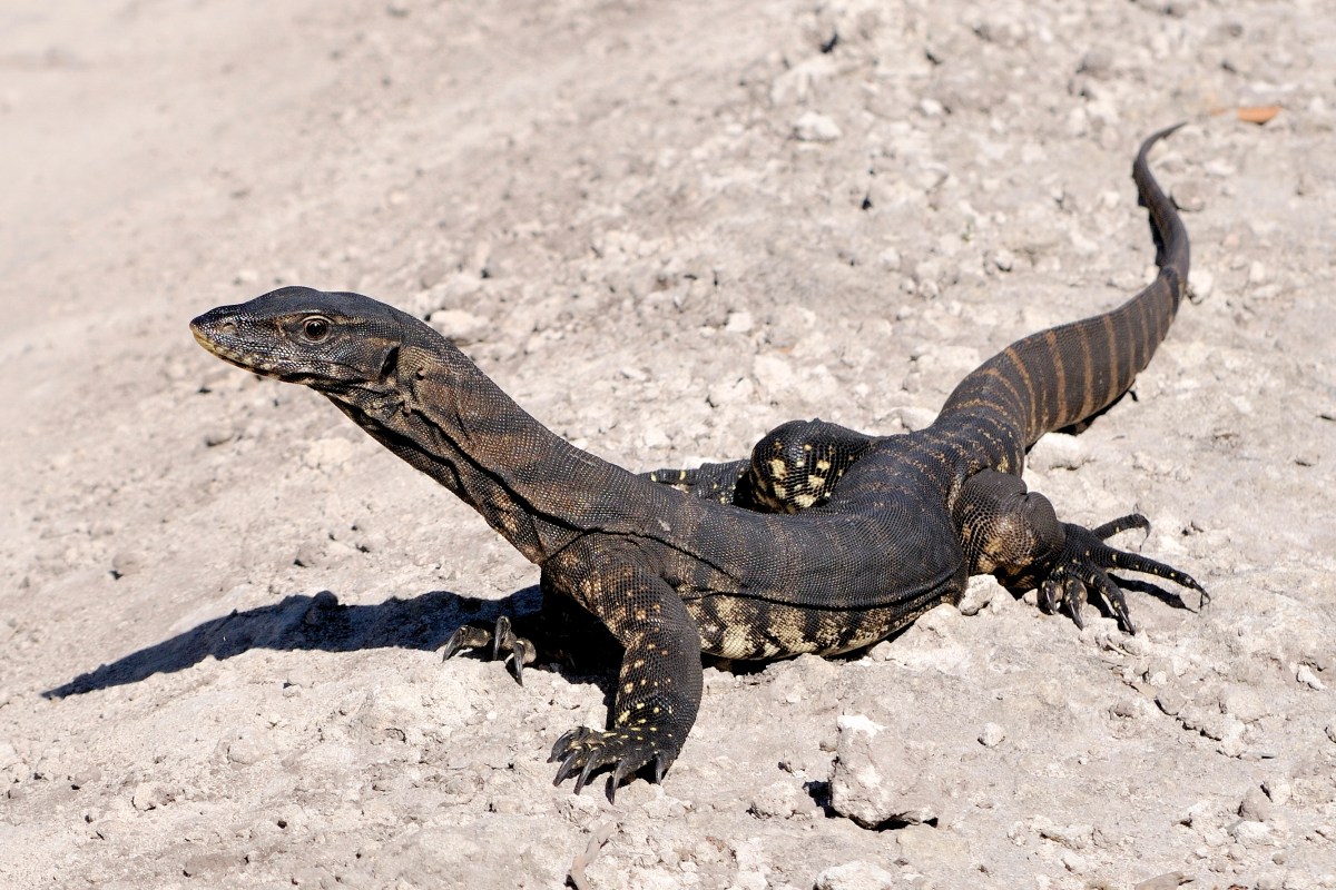 Goulds Sand Goanna, Varanus rosenbergi, photographed on a limestone track near Boranup Beach Western Australia. The goannas of this region are grey (which is consistent with soil/sand colours) as compared to the pale brown tones of Central Australia and other red soil areas of Australia. Spikercs, CC BY-SA 3.0 , via Wikimedia Commons