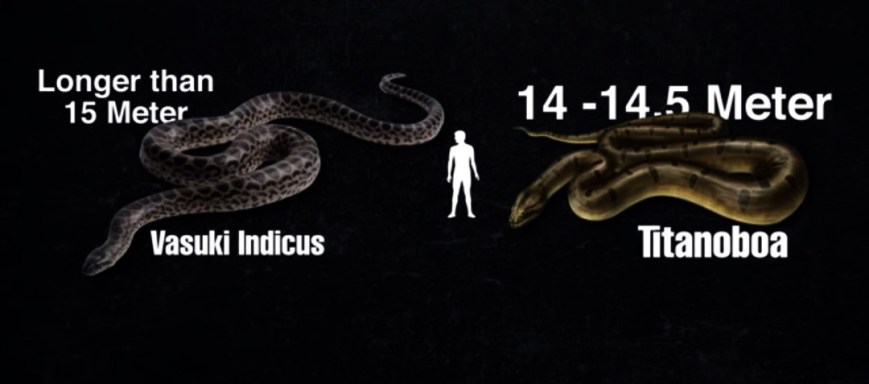A comparison of two large snakes approximately the same size. Titanoboa is a Boid, and Vasuki indicus is in the family madtsoiid