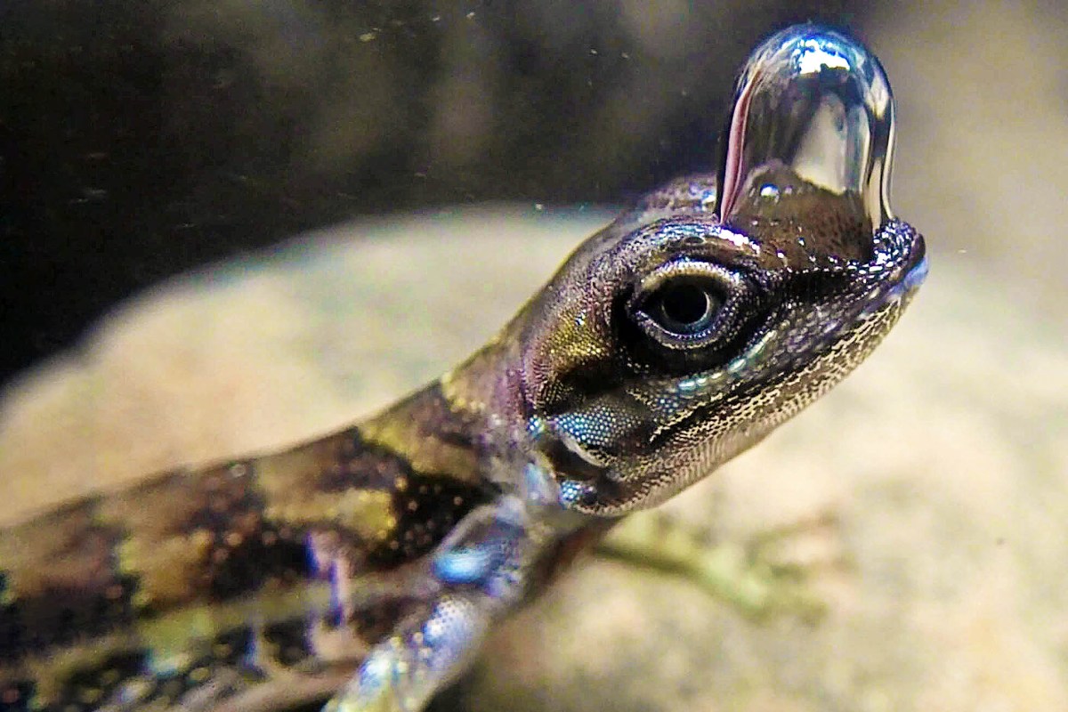 An Anolis aquaticus with a bubble on its nose.