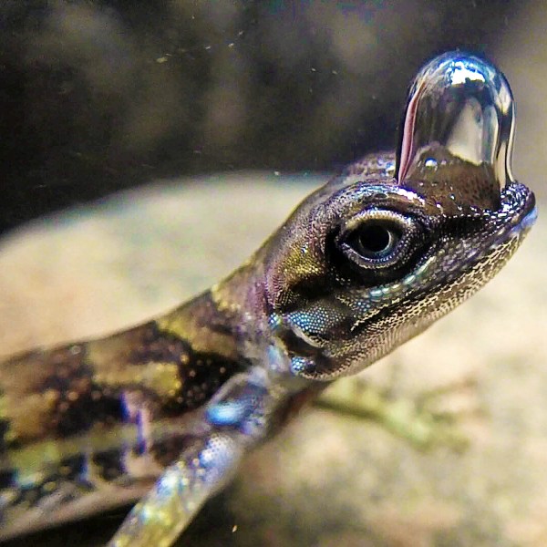 An Anolis aquaticus with a bubble on its nose.